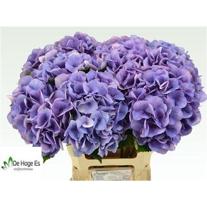 HYDR M ROYAL LOVE B