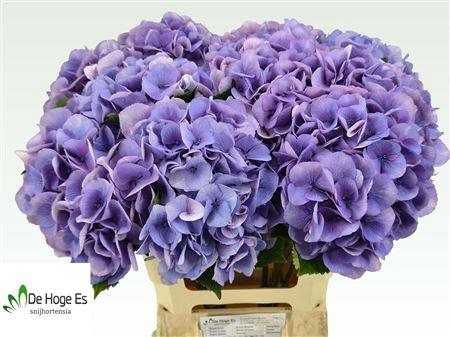 <h4>HYDR M ROYAL LOVE B</h4>