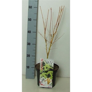 Acer palmatum 'Bi Hoo' P19 Full CC