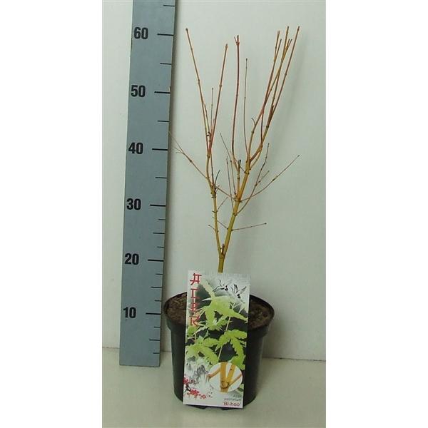 <h4>Acer palmatum 'Bi Hoo' P19 Full CC</h4>