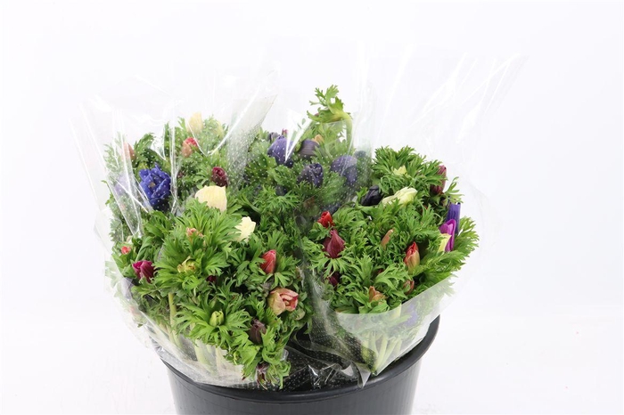 <h4>Anem Co Jerusal Mixed</h4>