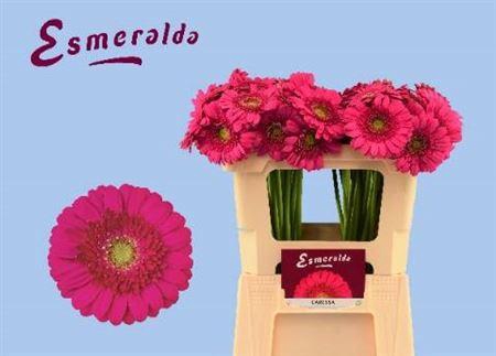 <h4>Ge Mi Caressa</h4>