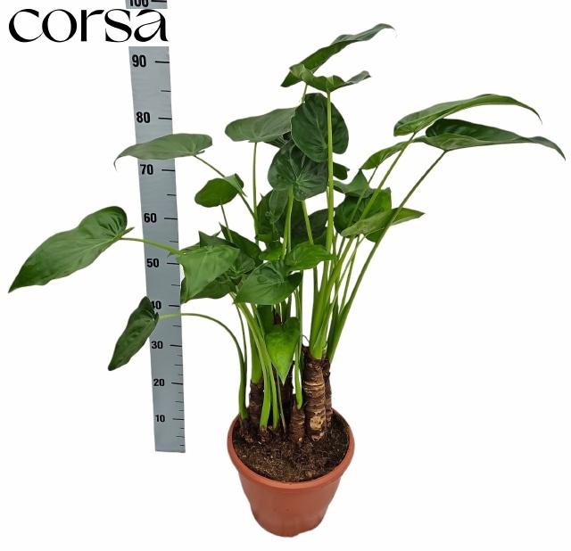 <h4>ALOC CUCULLATA</h4>