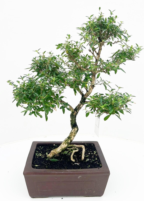 <h4>Serissa foetida, pot 22 cm , height 45cm. with driptray. (single item)</h4>