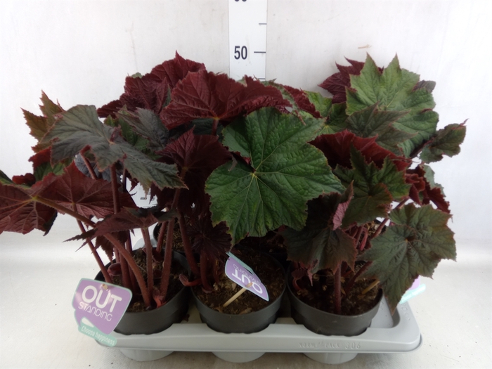 <h4>Begonia elat. DU 'Cottage'   ...mix</h4>