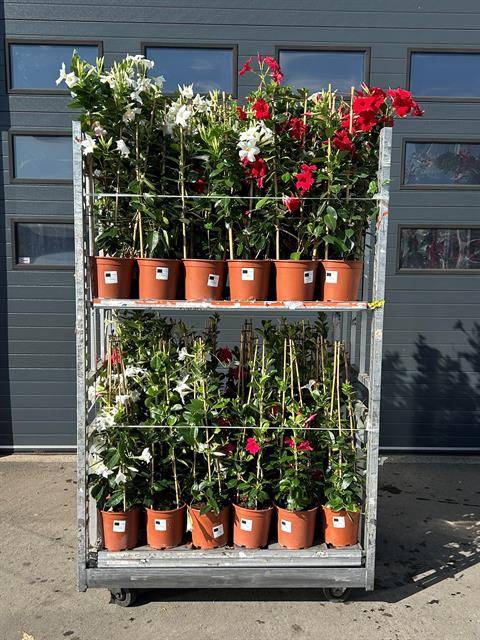 MANDE SUN  WHITE OP REK 100 CM