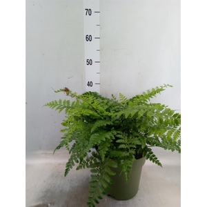 Asplenium parvati