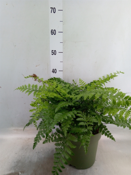 Asplenium parvati