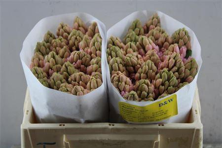 <h4>Hyac Anna Marie</h4>