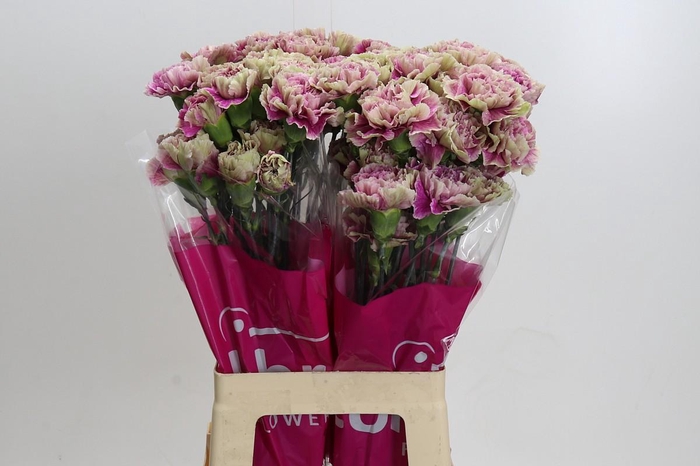 <h4>Dianthus St Antiqua</h4>