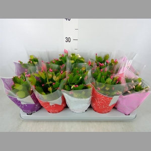 Schlumbergera  'Flame'   ...mix