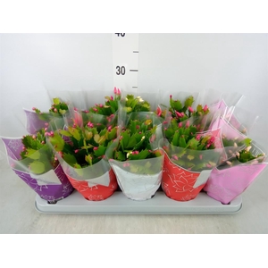 Schlumbergera 'Flame' ...mix