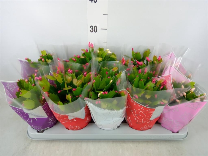 <h4>Schlumbergera 'Flame' ...mix</h4>