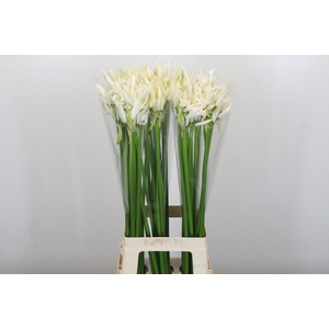 Nerine Lilac