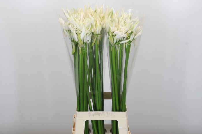 Nerine Lilac