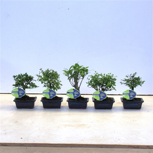 Bonsai mix, indoor, 12 cm., broom, without drip tray