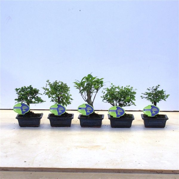 <h4>Bonsai mix, indoor, 12 cm., broom, without drip tray</h4>