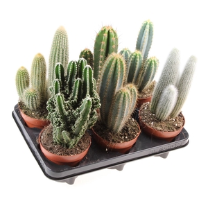 Cactus Gemengd Zuil