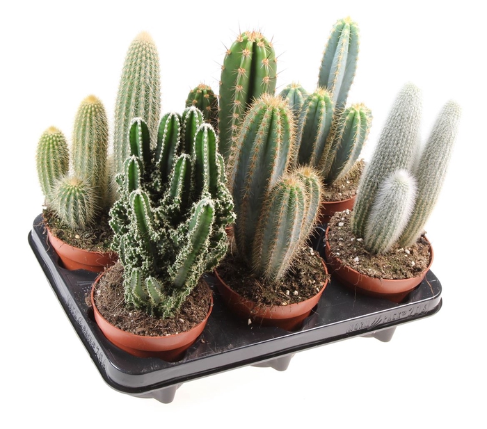 <h4>Cactus Gemengd Zuil</h4>