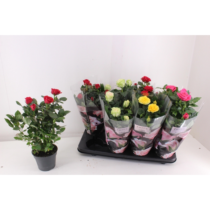 <h4>RO PATHIT GEM 4 SRT</h4>