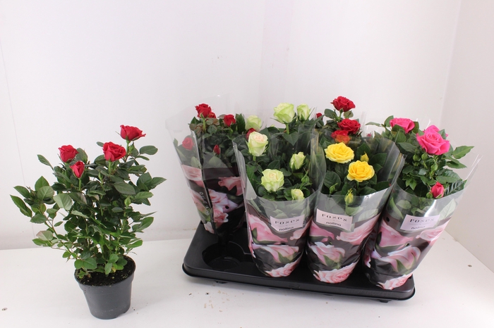 <h4>RO PATHIT GEM 4 SRT</h4>