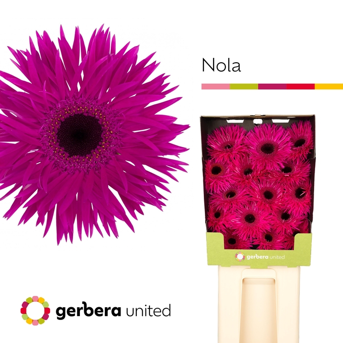 <h4>Gerbera Spider Nola Diamond</h4>