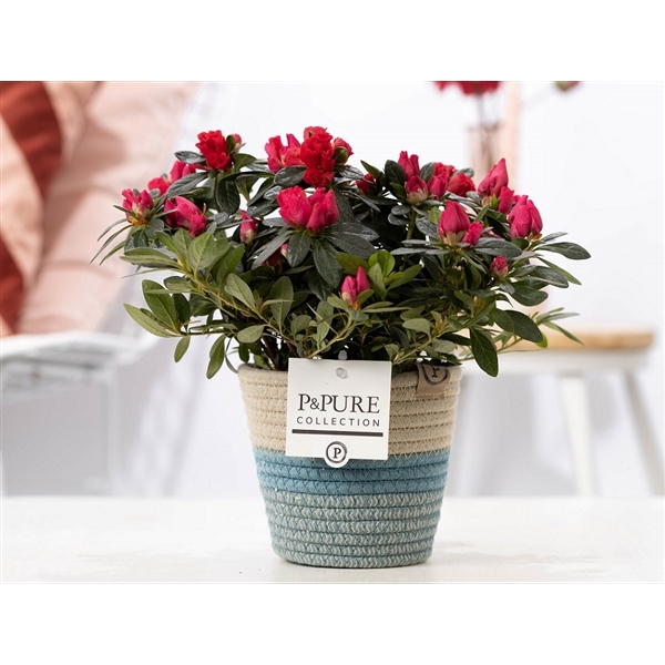 <h4>1st class Azalea red in P&PURE Fashionpot Valerie</h4>