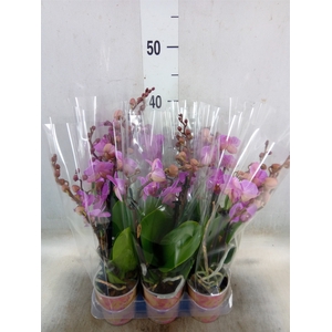 Phalaenopsis multi. 'Ant Hamburg'