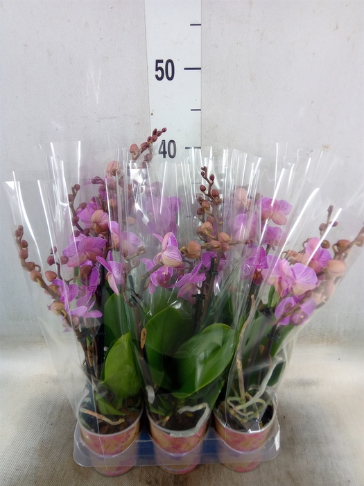 <h4>Phalaenopsis multi. 'Ant Hamburg'</h4>