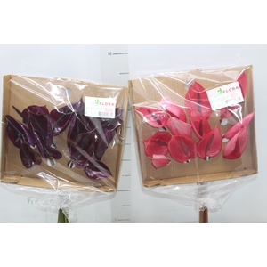 ANTHURIUM VARIADO 6/7.5 025 CM DIAM MIN 6 CM VARIADO