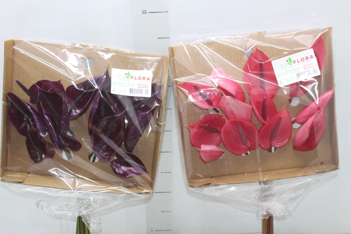 <h4>ANTHURIUM VARIADO 6/7.5 025 CM DIAM MIN 6 CM VARIADO</h4>