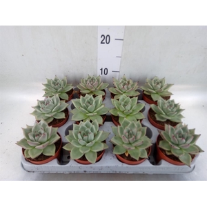 Echeveria  'Sirius'