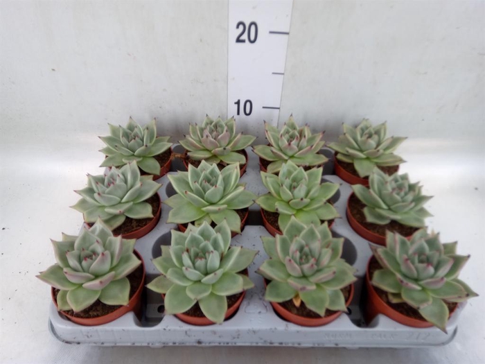 <h4>Echeveria  'Sirius'</h4>