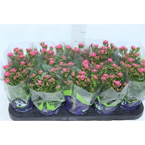 KALANCHOE DOBRADO P11 PINK