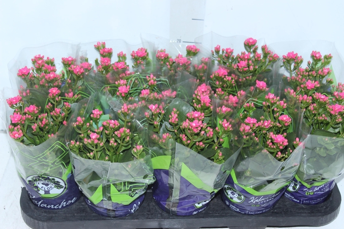 <h4>KALANCHOE DOBRADO P11 PINK</h4>