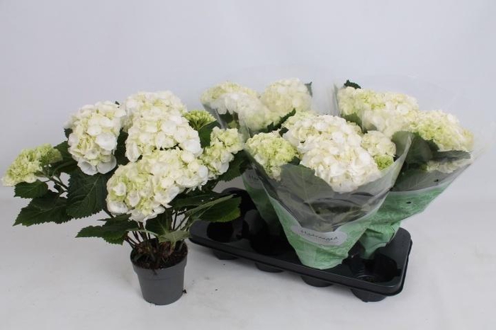 <h4>HYDR M CRYSTAL PALAC</h4>