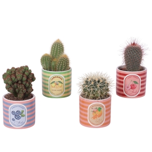 Cactus mix Ø8,5cm in Ceramic Pot Fresh Fruit Ø10cm