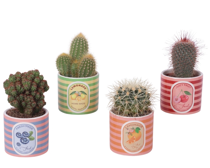 <h4>Cactus mix Ø8,5cm in Ceramic Pot Fresh Fruit Ø10cm</h4>