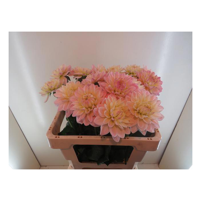 <h4>Dahl Diana's Memory</h4>