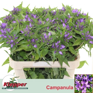 Camp Gl Anoeska 80cm