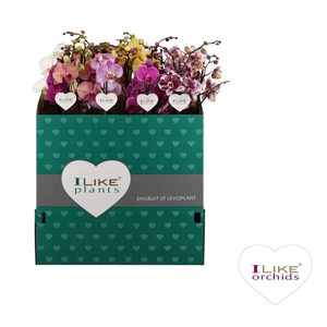 Phalaenopsis gemengd 5 kleuren