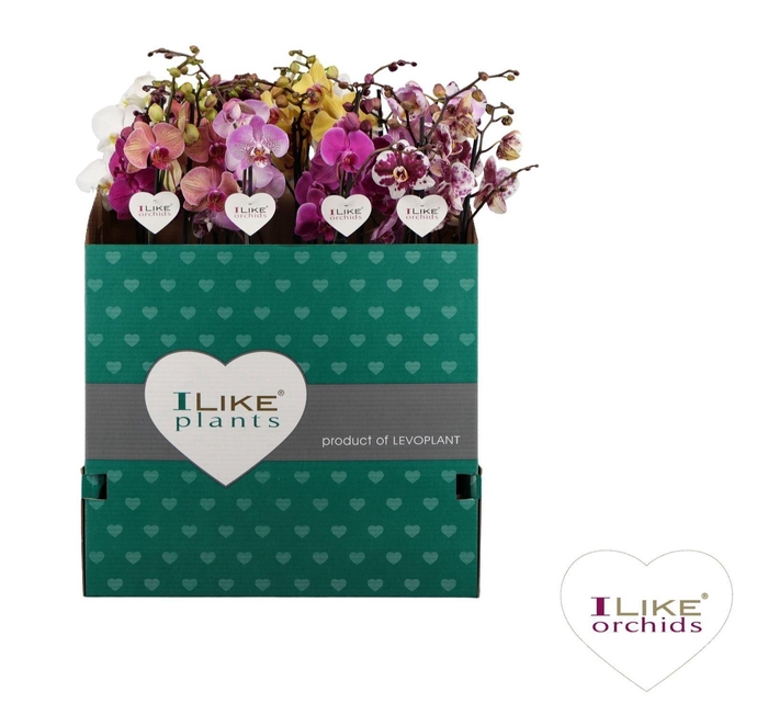 <h4>Phalaenopsis gemengd 5 kleuren</h4>