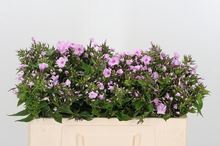<h4>Phlox P Sweet Lexy</h4>