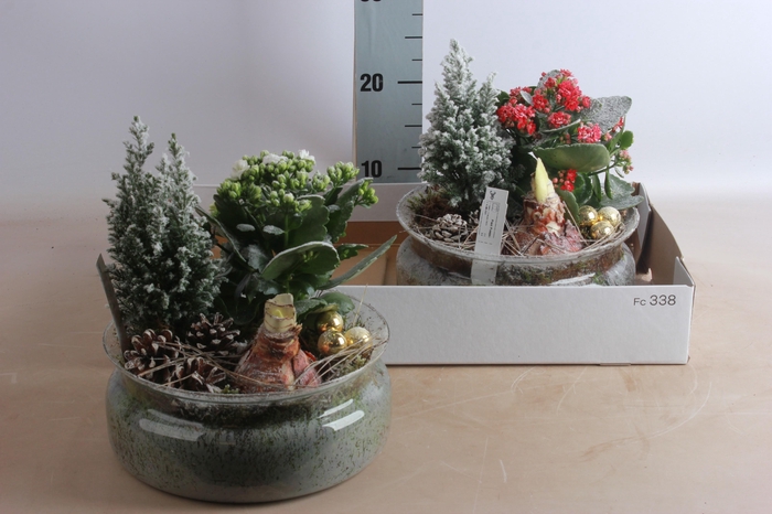 <h4>ARR BOL KNOLGEWAS</h4>