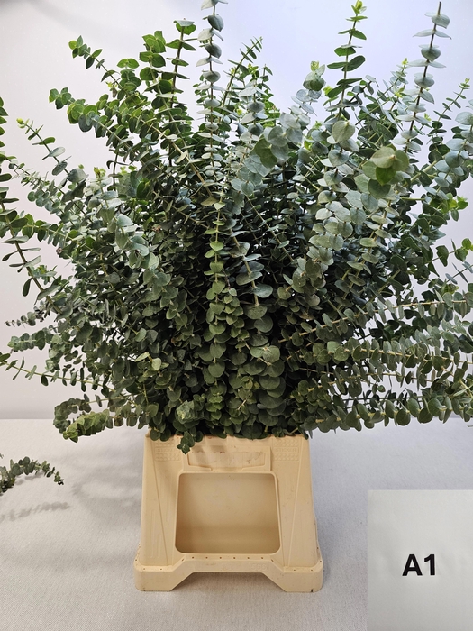 <h4>EUC BABY BLUE PB</h4>