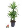 <h4>60-carrousel 5 stek/pot</h4>