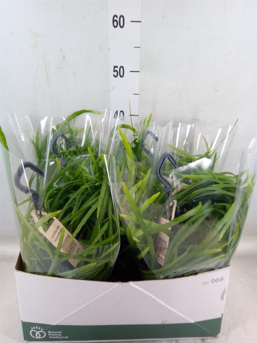 <h4>Rhipsalis   ...</h4>