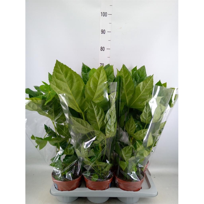 <h4>Fatsia japonica   ...</h4>