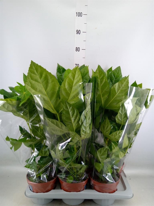 Fatsia japonica   ...