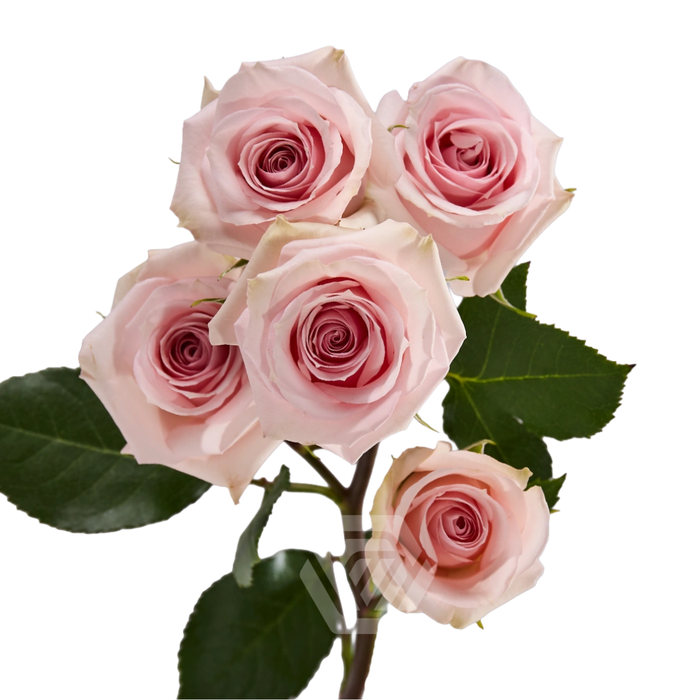 <h4>R TR STAR BLUSH</h4>